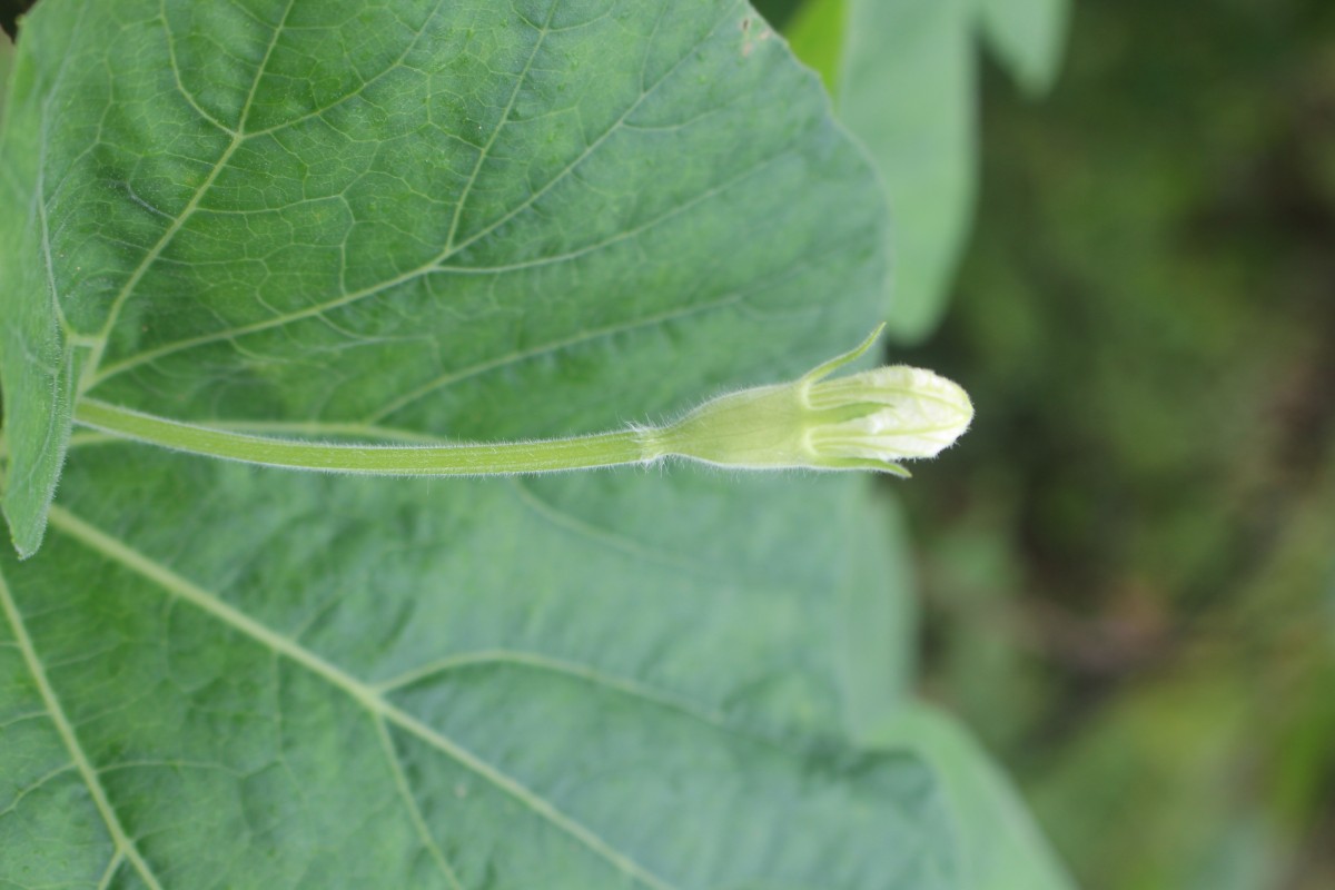 Lagenaria siceraria (Molina) Standl.